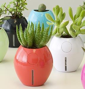 Colorful pots with small cacti and crotons plants