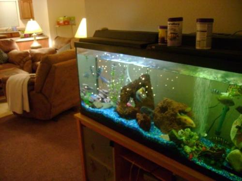 Living Room Aquarium