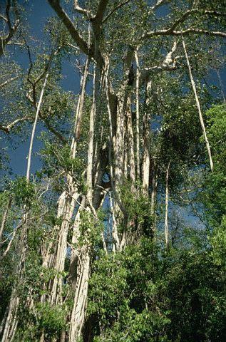 Banyan Tree