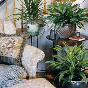 Plants for interior designs