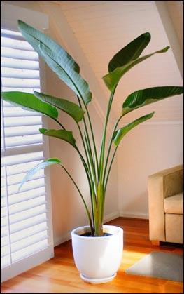 Indoor plants for used narrow corners