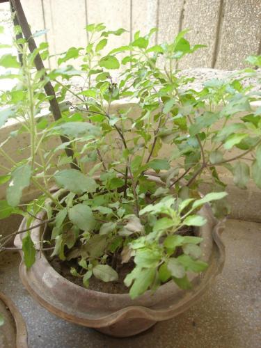 Tulsi Plant Banyan Tree