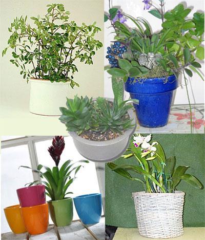Container gardening- containers design