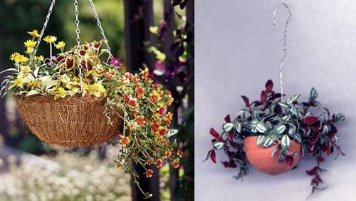 Container gardening - hanging baskets