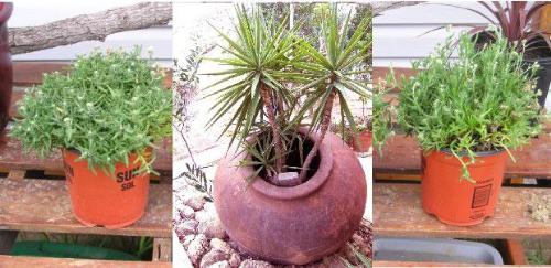 Container gardening-plant container