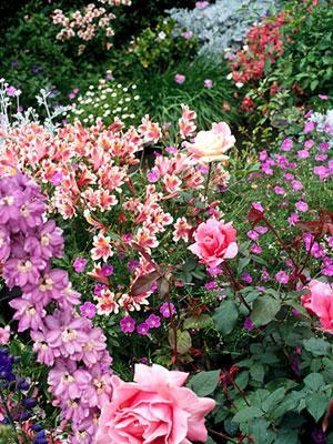 Cottage garden plants