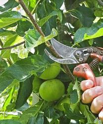  use of hand pruner