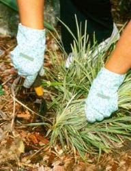 Gloves for gardening